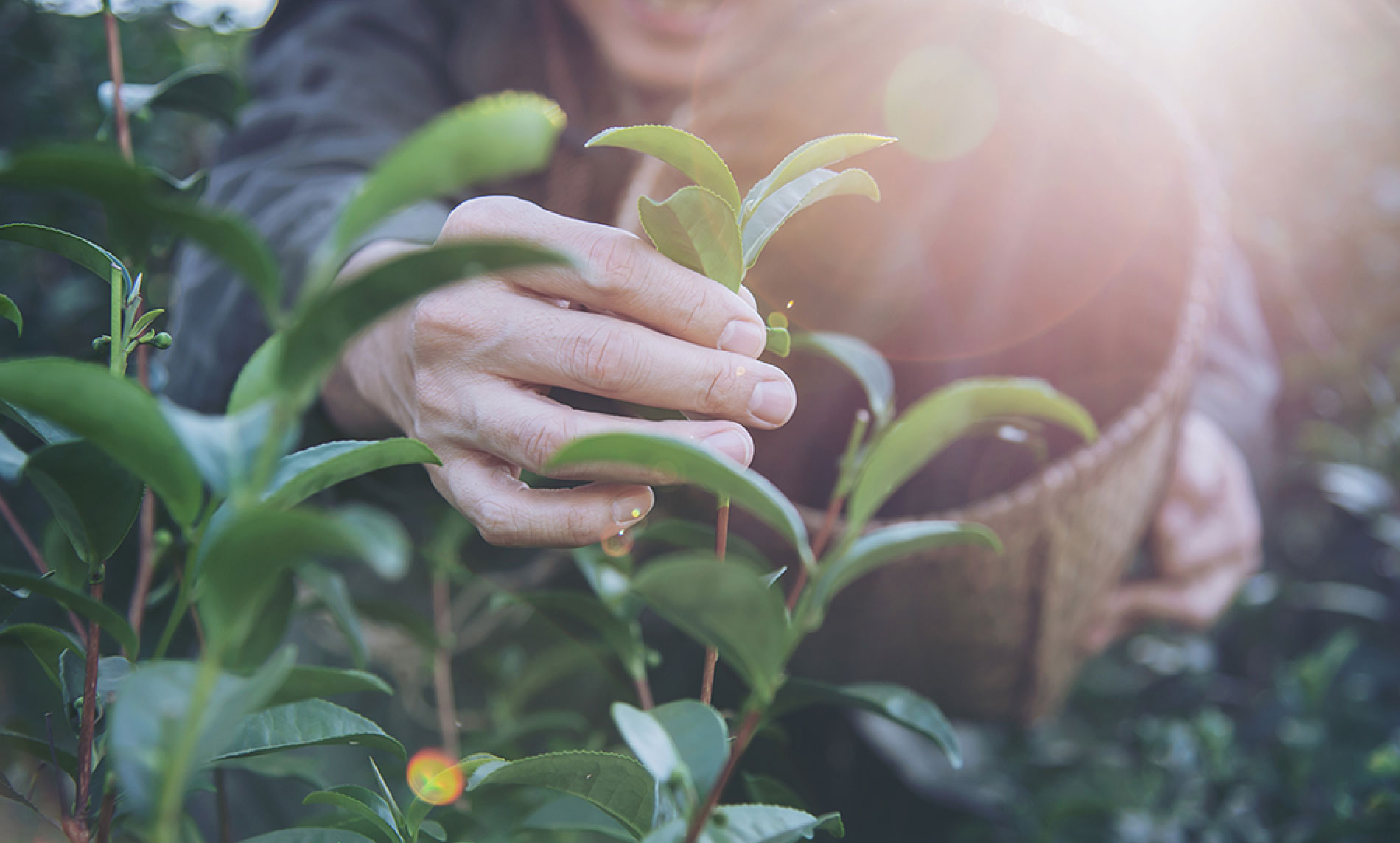 landscaping and tree cutting services
