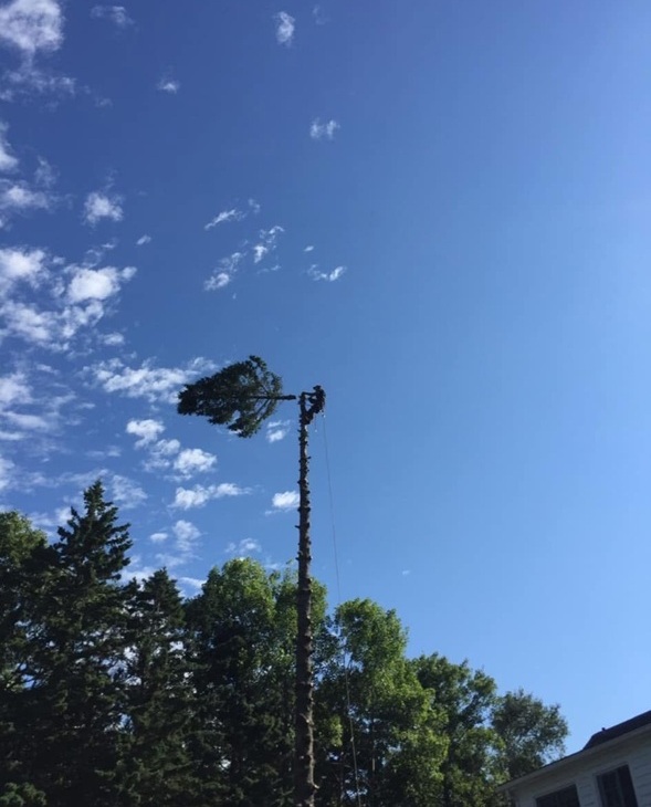 tree removal photo