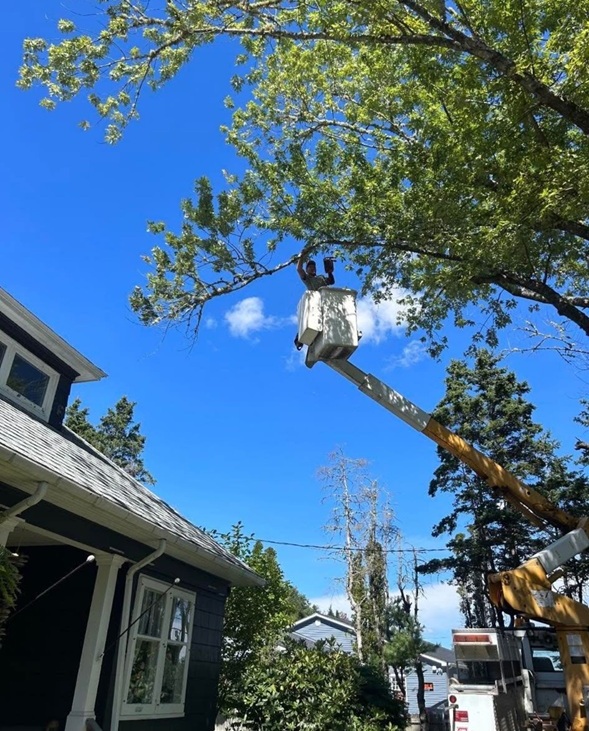 tree trimming photo
