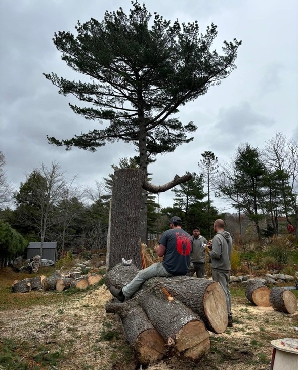 tree cutting services